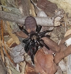 Harpactirinae