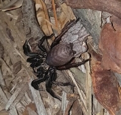 Harpactirinae