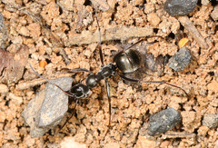 Formica subsericea