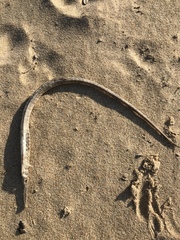 Syngnathus temminckii