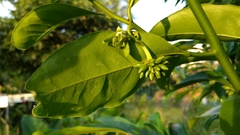 Artabotrys hexapetalus