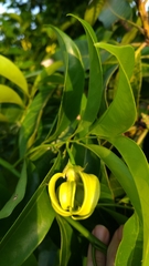 Artabotrys hexapetalus