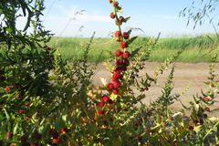 Blitum virgatum