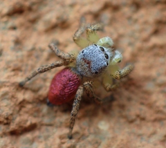 Habronattus decorus