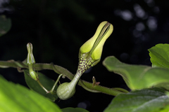 Ceropegia decaisneana