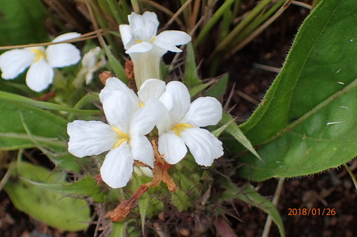 Image of Crabbea hirsuta by no rights reserved