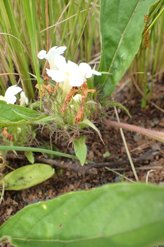 Image of Crabbea hirsuta by no rights reserved