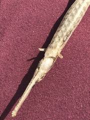 Syngnathus temminckii