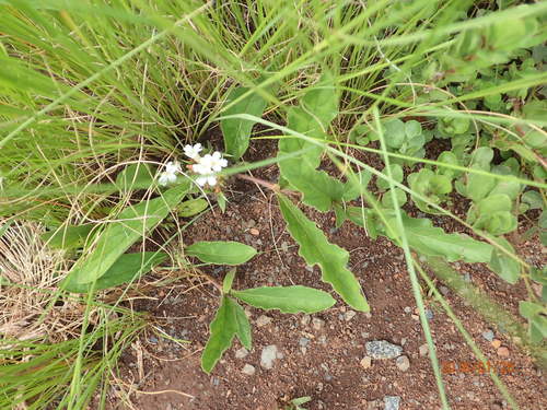 Image of Crabbea hirsuta by no rights reserved