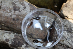 Rana huanrensis