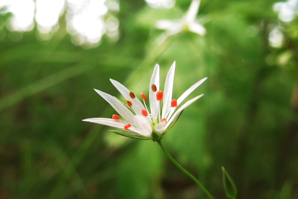 Chickweed Tribe