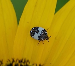 Anthrenus isabellinus