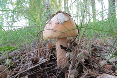 Amanita flavescens