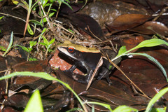 Clinotarsus curtipes