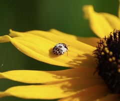 Anthrenus isabellinus