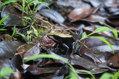 Clinotarsus curtipes