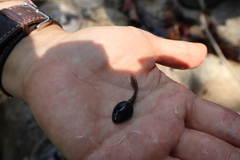 Rana huanrensis