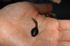 Rana huanrensis