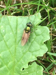 Chloromyia