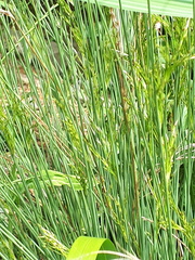 Juncus inflexus