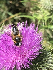 Megachile centuncularis