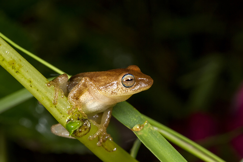 Blue-eyed Bush Frog, Raorchestes luteolus