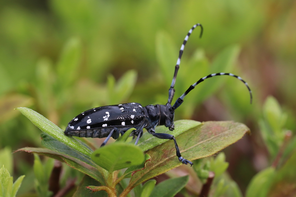 Citrus Longhorn Beetle