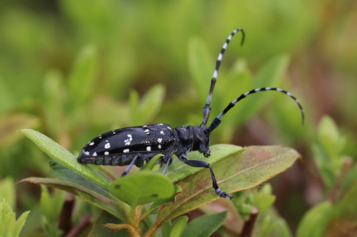 Citrus Longhorn Beetle