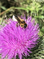 Megachile centuncularis
