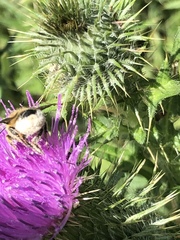 Megachile centuncularis
