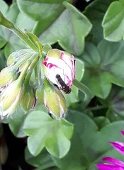 Platycheirus albimanus