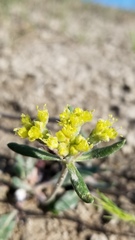 Alyssum desertorum
