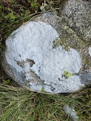 Pertusaria corallina