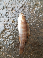 Tautogolabrus adspersus