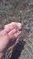 Allium flavum tauricum