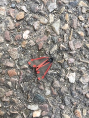 Tyria jacobaeae