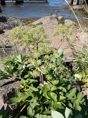 Ligusticum scothicum