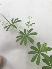 Galium odoratum