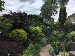 Carduelis carduelis britannica