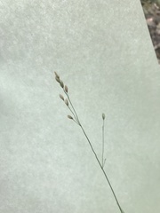 Melica nutans