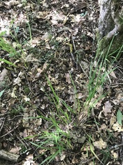 Melica nutans