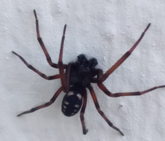 Nurscia albomaculata