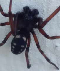 Nurscia albomaculata