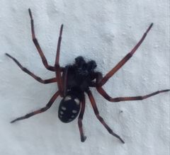 Nurscia albomaculata