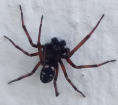 Nurscia albomaculata