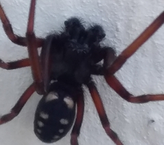 Nurscia albomaculata