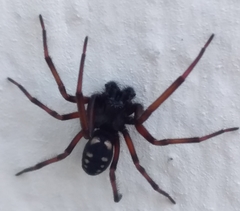 Nurscia albomaculata