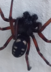 Nurscia albomaculata