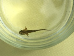 Lissotriton vulgaris