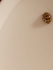 Psyllobora vigintiduopunctata